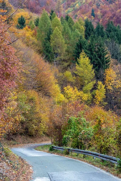 Vertical Shot Road Surrounded Trees Autumn — стоковое фото