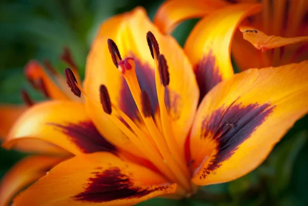 Красивий Вид Крупним Планом Квітку Помаранчевої Лілії — стокове фото