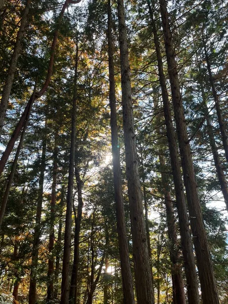 Роскошный Лес Ярко Сияющим Солнцем Высокими Узкими Деревьями — стоковое фото