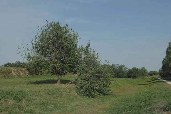 Зеленый Сосуд Большим Лепестковым Деревом Двумя Стволами Одна Которых Согнута — стоковое фото