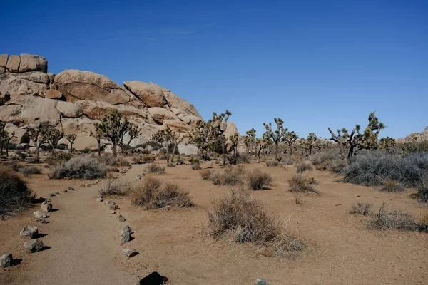 Piękny Krajobraz Drzew Skał Pustyni Kalifornii Usa — Zdjęcie stockowe