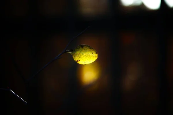 Ένα Κοντινό Πλάνο Ενός Κίτρινου Φύλλου Θολή Φόντο — Φωτογραφία Αρχείου