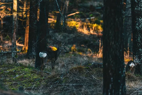 Вид Оленя Стоїть Позаду Стовбура Оглядається Довкола Шведському Лісі — стокове фото