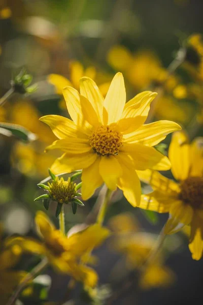一朵黄花在朦胧的背景下盛开的特写镜头 — 图库照片