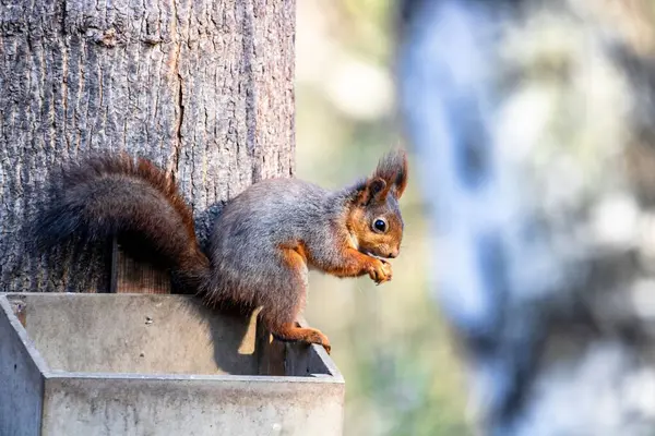 Nahaufnahme Eines Eichhörnchens Das Einem Sonnigen Tag Von Einer Kante — Stockfoto