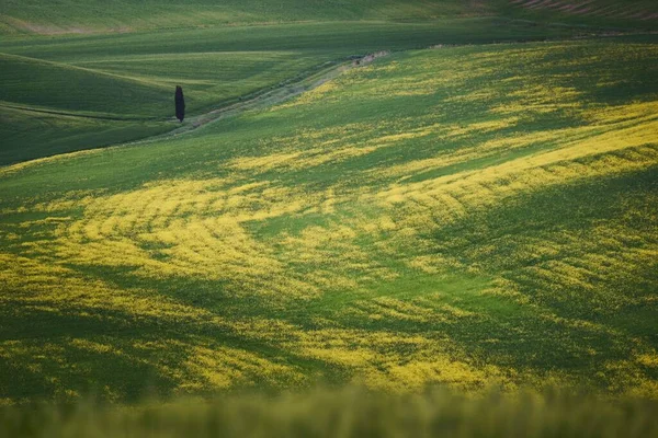 Güzel Sarı Yeşil Çayırlarda Tek Bir Ağacın Gökyüzü Manzarası — Stok fotoğraf