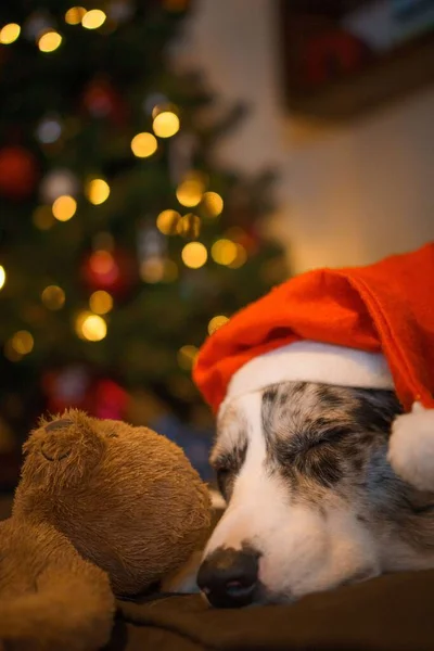 クリスマスにサンタクロースの帽子をかぶったかわいい犬 — ストック写真