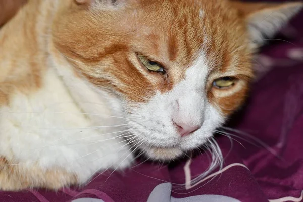 ミス怠惰な猫ラウンジオン母ベッド — ストック写真