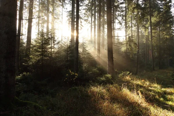 Une Forêt Verte Dense Avec Soleil Brillant Arrière Plan Derrière — Photo