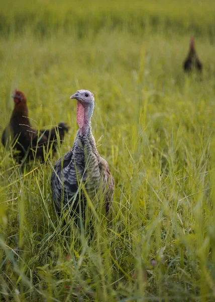 Vertical Selective Focus Turkey Farm Hens Background — Stock Photo, Image