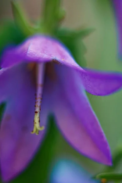 Eine Nahaufnahme Der Blühenden Lila Campanula Blume — Stockfoto