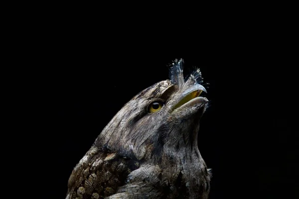 Zbliżenie Ujęcie Tawny Frogmouth Podargus Strigoides Ptaszek Czarnym Tle — Zdjęcie stockowe