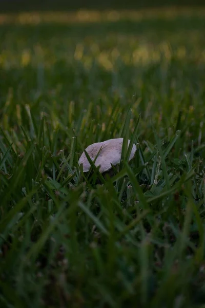 Egy Közeli Kép Egy Imagombáról Füves Mezőn — Stock Fotó
