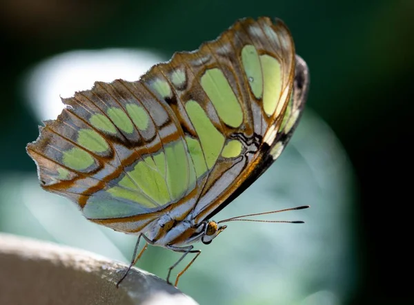Nahaufnahme Eines Malachit Schmetterlings — Stockfoto