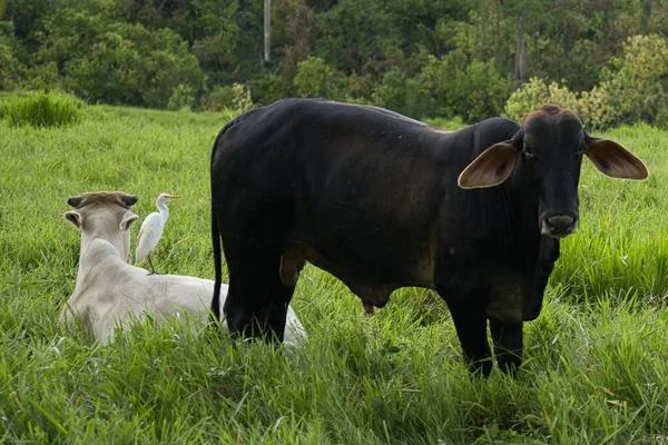 Piękny Widok Krowy Polu Trawy — Zdjęcie stockowe