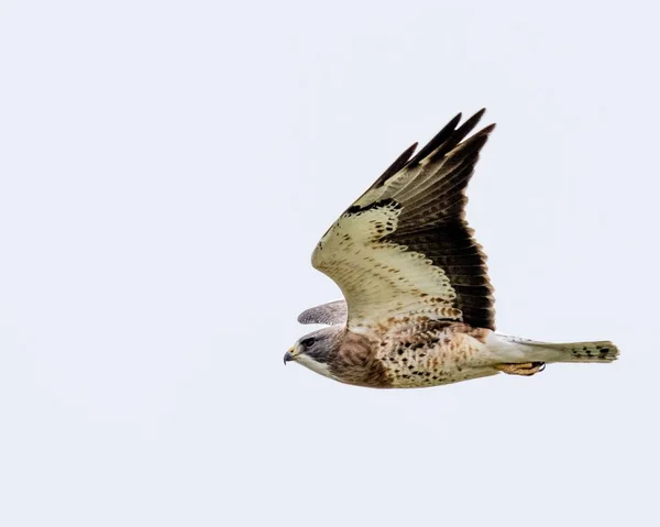 Beautiful Closeup View Flying Upland Buzzard — Stock Photo, Image
