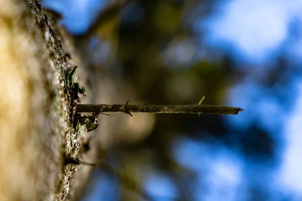 森の中の青い空に対して緑の葉を持つ木の樹皮の低角度ショット — ストック写真