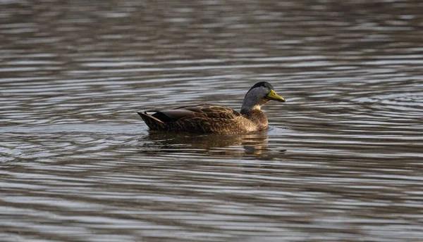 Mallard Duck Anas Platyrhynchos Swimming Water — Fotografia de Stock