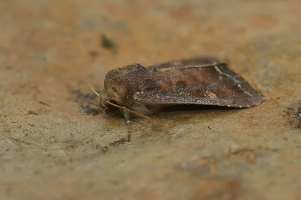 Bright Line Brown Eye Owlet Moth Lacanobia Oleracea Brown Surface — Stock Photo, Image