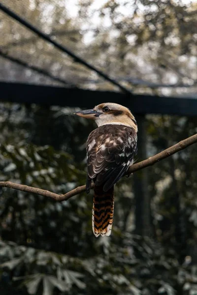 Gros Plan Kookaburra Riant Dacelo Novaeguineae Sur Une Branche — Photo