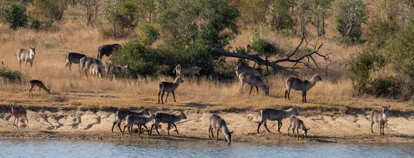 Panoramiczne Ujęcie Mieszanki Usłyszało Waterbucks Impalas Wzdłuż Rzeki Sabia Kruger — Zdjęcie stockowe
