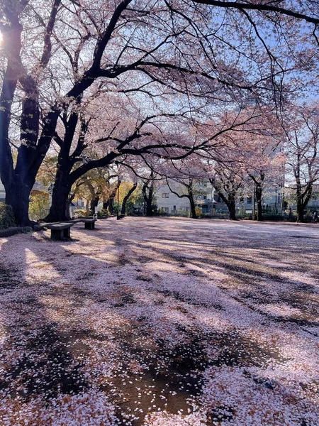 Lkbaharda Ağaçtaki Kiraz Çiçeklerinin Dikey Görüntüsü — Stok fotoğraf
