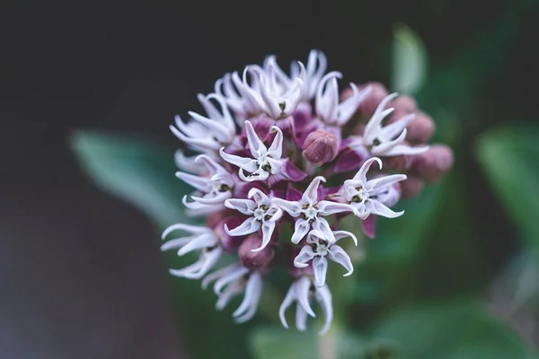 Tiro Close Asclepias Speciosa Planta Flor Contra Fundo Borrão — Fotografia de Stock