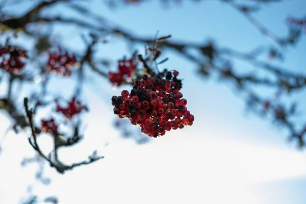 Krásný Výhled Horský Popel Oblohou Pozadí — Stock fotografie