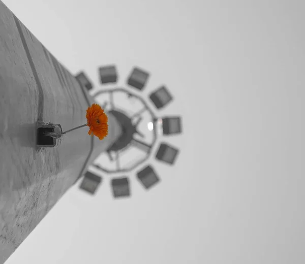 Szary Nisko Kątowy Strzał Lekkiego Bieguna Pomarańczowym Kwiatem — Zdjęcie stockowe