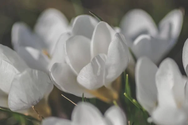 Selektywne Ujęcie Ostrości Kwitnących Białych Kwiatów Krokusa Słoneczny Dzień Rozmytym — Zdjęcie stockowe