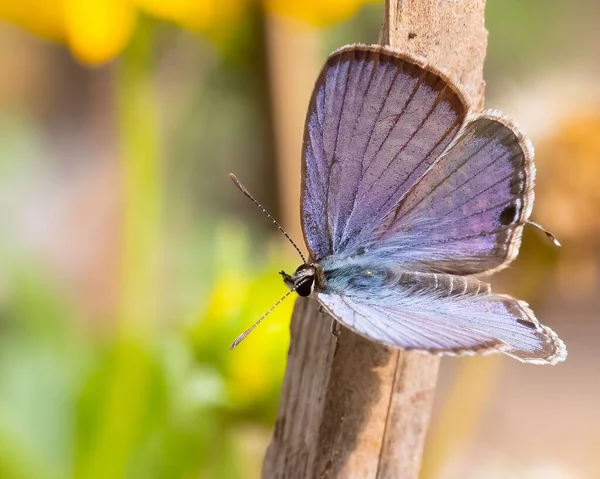Східний Хвіст Синій Метелик Сухому Бамбуку Крупним Планом — стокове фото