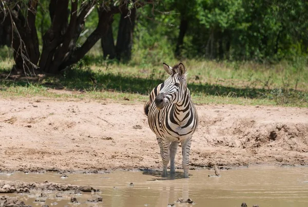 Uma Zebra Das Planícies Estado Selvagem África Sul — Fotografia de Stock