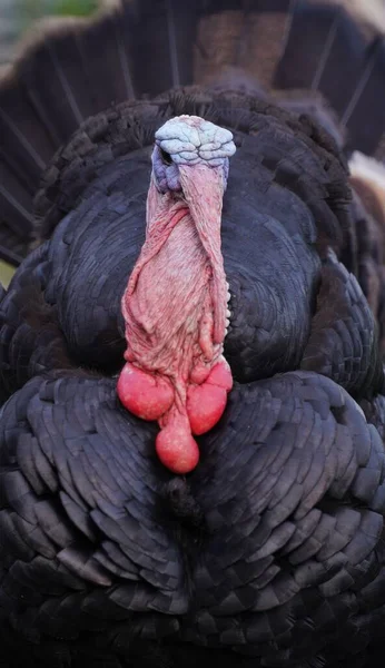 Vertical Close Turkey Looking Aside — Stock Photo, Image