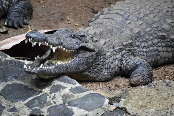 Närbild Skrämmande Krokodil — Stockfoto