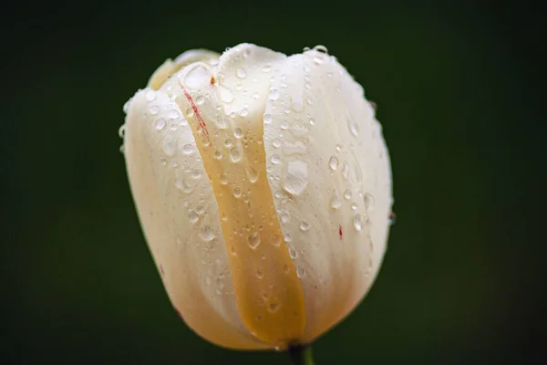 Morning Dew Tulips — Stock Photo, Image