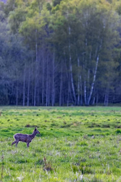 Vertical Shot Majestic Deer Walking Evergreen Field Forest Daytime — Stock Photo, Image