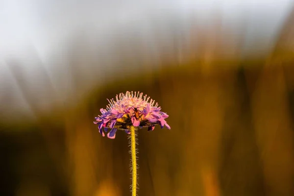 Sekély Fókusz Lövés Egy Gyönyörű Kis Rühes Virág Ellen Elmosódott — Stock Fotó