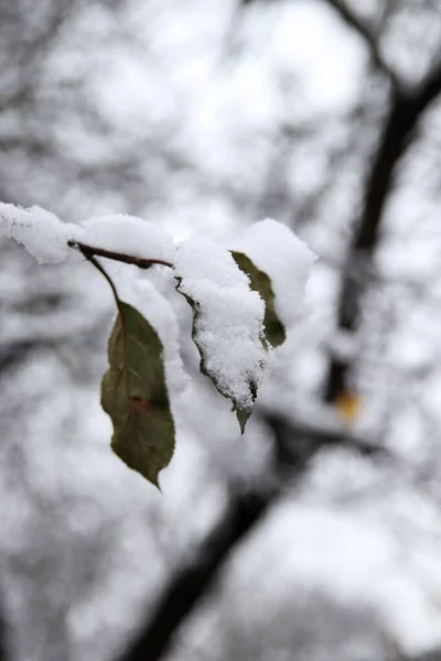 Pionowe Zbliżenie Pokrytego Śniegiem Drzewa Liście Mroźny Zimowy Dzień — Zdjęcie stockowe