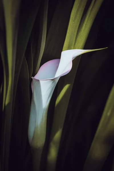 Вертикальный Снимок Цветка Болотного Арума — стоковое фото