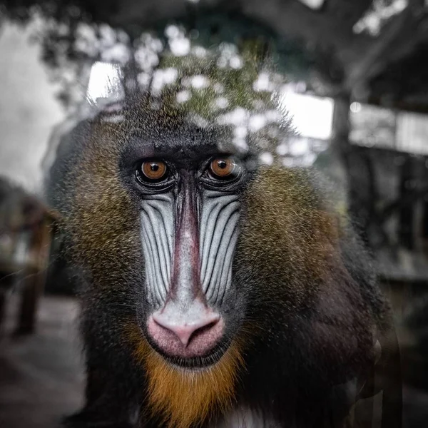 Eine Nahaufnahme Von Mandrill Affenkopf — Stockfoto