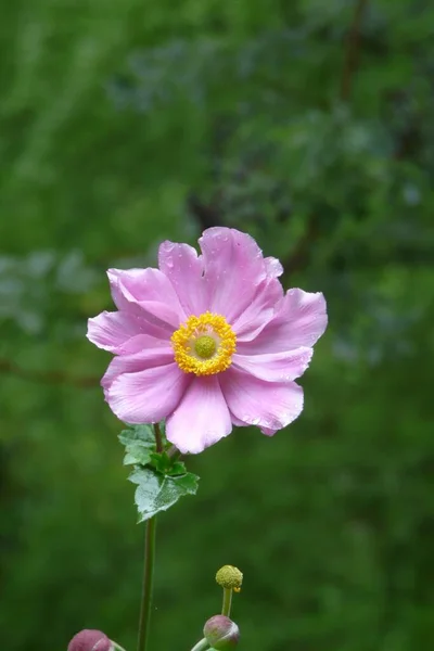 Eine Vertikale Aufnahme Einer Rosa Blume Mit Verschwommenem Hintergrund — Stockfoto