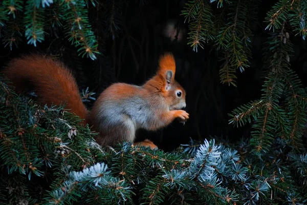 Furry Red Squirrel Eating Nut Evergreen Tree Branch — Stock Photo, Image