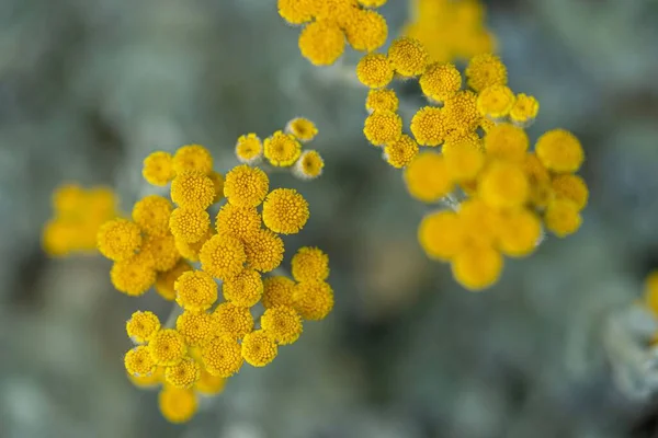 Eine Nahaufnahme Von Blühenden Tansy Pflanzen Vor Verschwommenem Hintergrund — Stockfoto