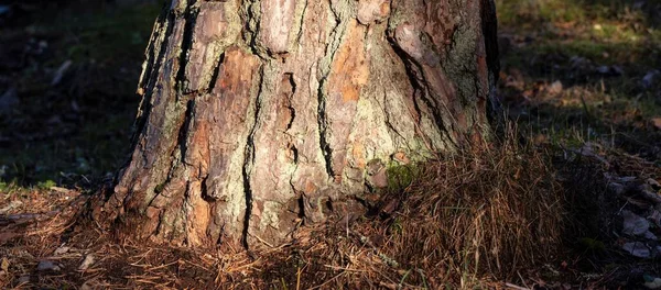 Güneş Işığının Altında Çatlamış Kabuğu Olan Yaşlı Bir Çam Ağacı — Stok fotoğraf
