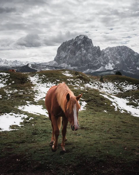 Вертикальний Кадр Одинокого Дикого Коричневого Коня Пасеться Проти Доломітських Альп — стокове фото