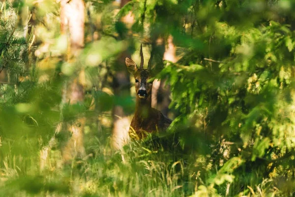 Egy Fenséges Szarvas Egy Örökzöld Erdőben Nappal — Stock Fotó