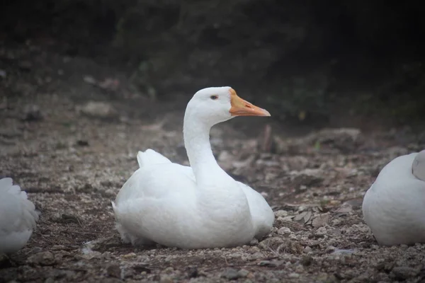Closeup Shot White Goose Sitting Ground — Stock Photo, Image