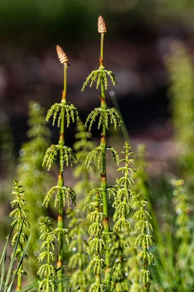 Vertikální Detailní Záběr Krásných Dřevěných Kobylek Lese — Stock fotografie