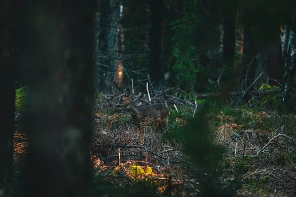 スウェーデンの森に一人で立ってトランクの後ろから捕獲された小さな鹿の眺め — ストック写真