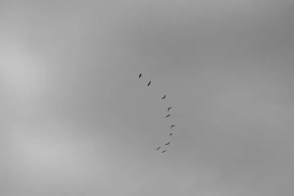 Серый Снимок Стаи Силуэтированных Птиц Летящих Мрачному Небу — стоковое фото